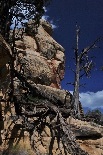 The Petroglyph Trail 